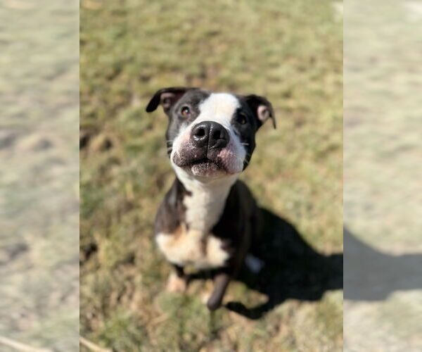 Medium Photo #9 American Pit Bull Terrier-Unknown Mix Puppy For Sale in Germantown, OH, USA