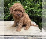 Small #3 Cockapoo (Miniature)