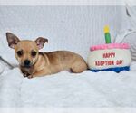 Small #2 Chihuahua