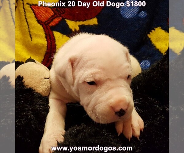 Medium Photo #41 Dogo Argentino Puppy For Sale in JANE, MO, USA