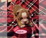 Small Photo #2 Olde English Bulldogge Puppy For Sale in FREDERICKTOWN, OH, USA