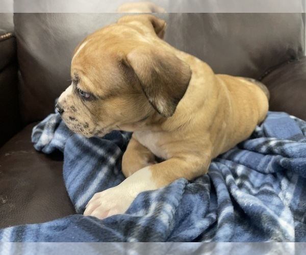 Medium Photo #123 American Bully Puppy For Sale in REESEVILLE, WI, USA