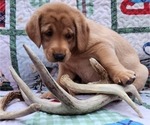 Small Photo #12 Labrador Retriever Puppy For Sale in BUFFALO, NY, USA