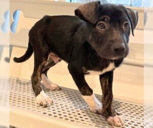 Labrador Retriever-Unknown Mix Dogs for adoption in Houston, TX, USA