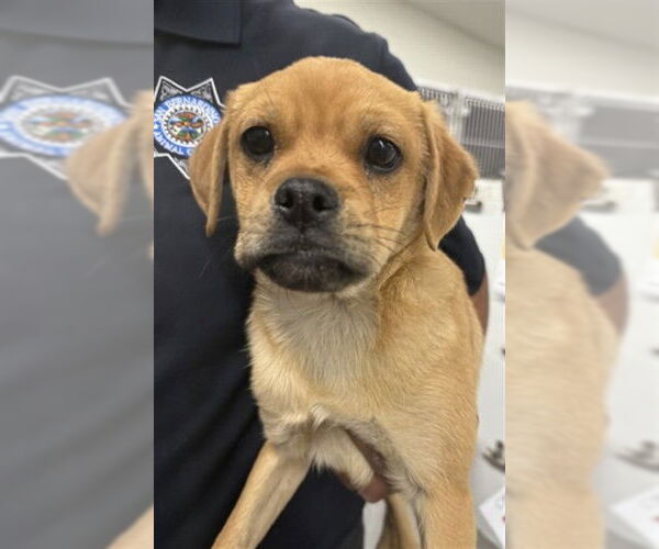 Medium Photo #1 Mutt Puppy For Sale in San Bernardino, CA, USA