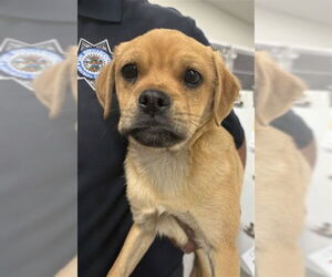 Mutt Dogs for adoption in San Bernardino, CA, USA