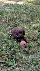 Labrador Retriever Puppy for sale in CHARLOTTE HALL, MD, USA