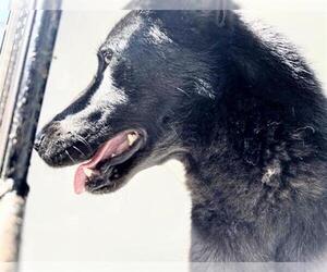 German Shepherd Dog-Unknown Mix Dogs for adoption in Houston, TX, USA