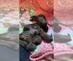 Puppy Pink Belgian Malinois