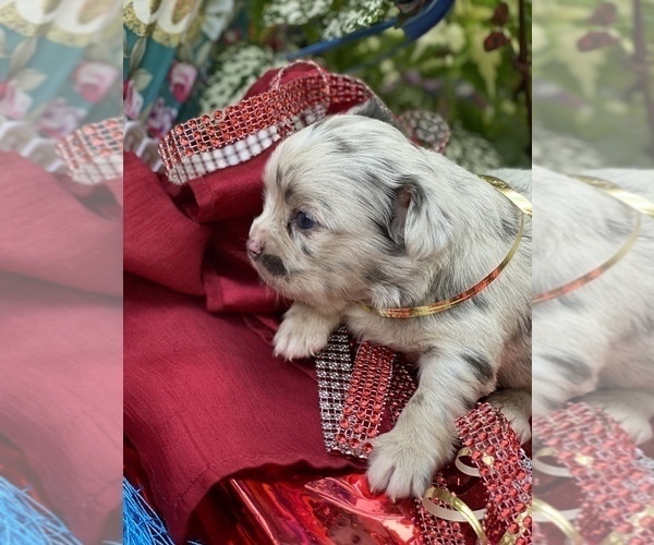 Medium Photo #24 Bullhuahua-Chihuahua Mix Puppy For Sale in RAWSONVILLE, MI, USA