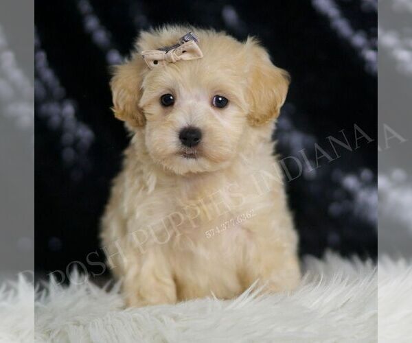 Medium Photo #75 Maltipoo (Miniature) Puppy For Sale in WARSAW, IN, USA