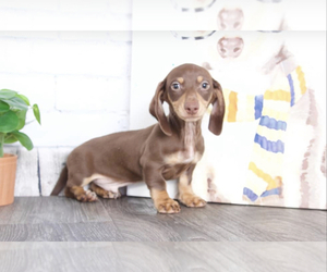 Dachshund Puppy for sale in RED LION, PA, USA