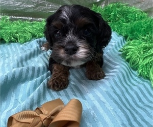 Cavapoo Puppy for sale in LANCASTER, MO, USA