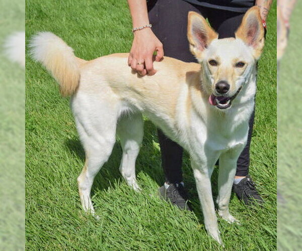 Medium Photo #2 Basenji-Unknown Mix Puppy For Sale in Huntley, IL, USA