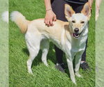 Small #1 Basenji Mix