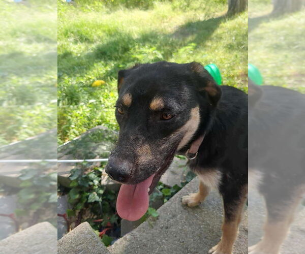 Medium Photo #1 Mutt Puppy For Sale in Bolivar, MO, USA