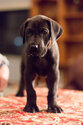 Puppy 6 Great Dane