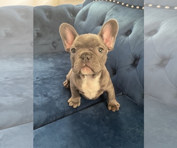 Medium Photo #33 French Bulldog Puppy For Sale in BEVERLY HILLS, CA, USA