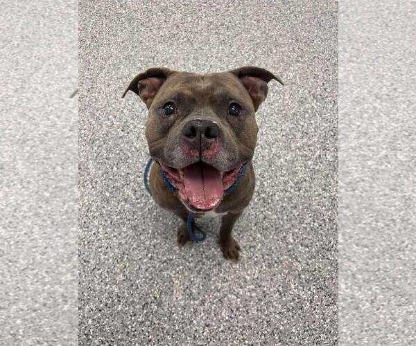 Medium Photo #1 American Staffordshire Terrier-Eurasier Mix Puppy For Sale in Front Royal, VA, USA