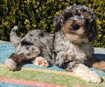 Small Photo #13 Goldendoodle (Miniature) Puppy For Sale in PLACERVILLE, CA, USA