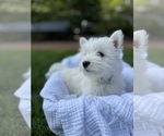 Small #9 West Highland White Terrier