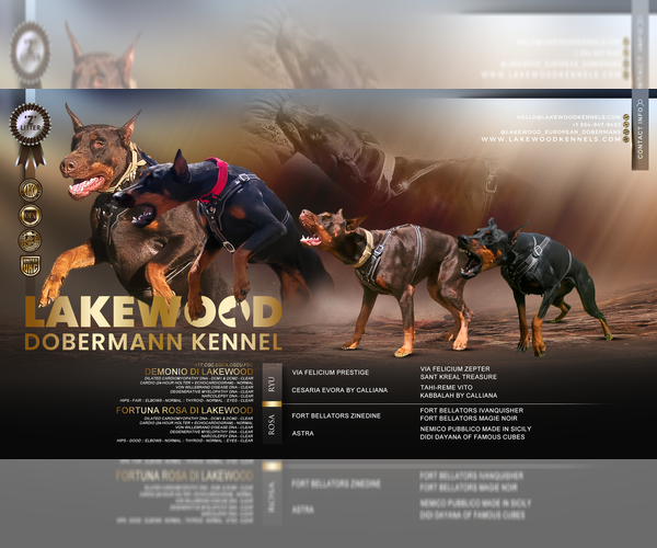 Medium Photo #1 Doberman Pinscher Puppy For Sale in FORT LAUDERDALE, FL, USA