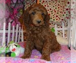 Small #3 Poodle (Standard)