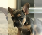 Small Photo #3 French Bulldog Puppy For Sale in PEMBROKE, KY, USA