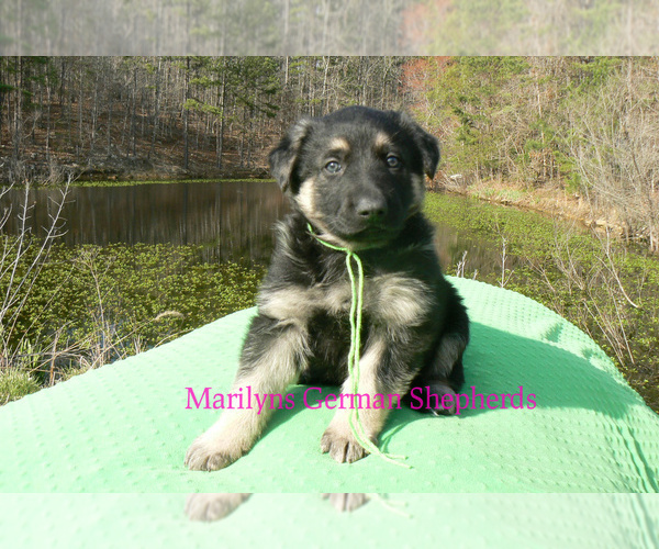 Medium Photo #1 German Shepherd Dog Puppy For Sale in PIEDMONT, MO, USA