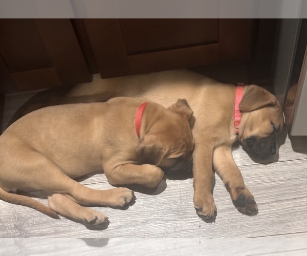 Medium Photo #7 Bullmastiff Puppy For Sale in JAY, FL, USA