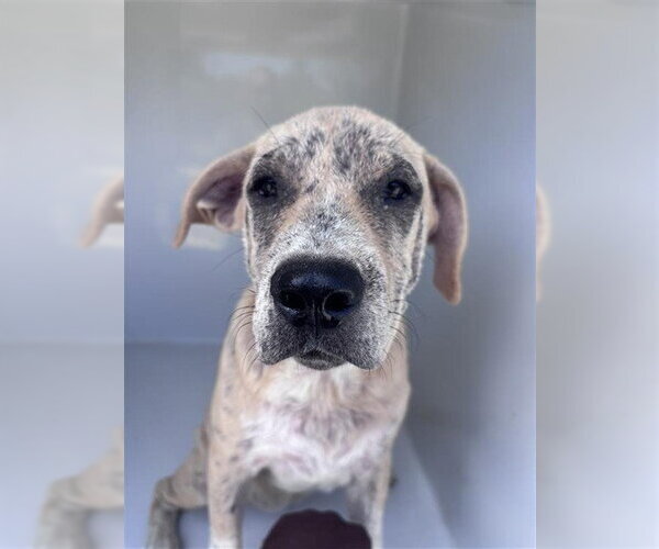 Medium Photo #1 Catahoula Leopard Dog Puppy For Sale in Houston, TX, USA