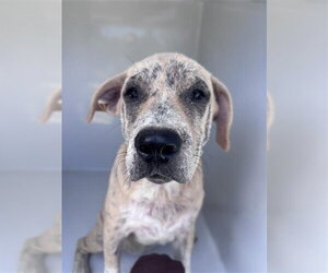 Catahoula Leopard Dog Dogs for adoption in Houston, TX, USA