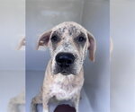 A663176 - Female Catahoula Leopard Dog Dog for Adoption - Small photo