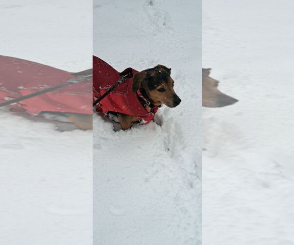 Medium Photo #4 Mutt Puppy For Sale in Shelburne, VT, USA