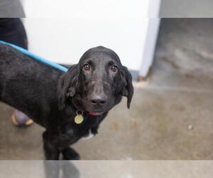 Bloodhound-Unknown Mix Dogs for adoption in Mountain Home, AR, USA