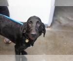 Small Bloodhound Mix