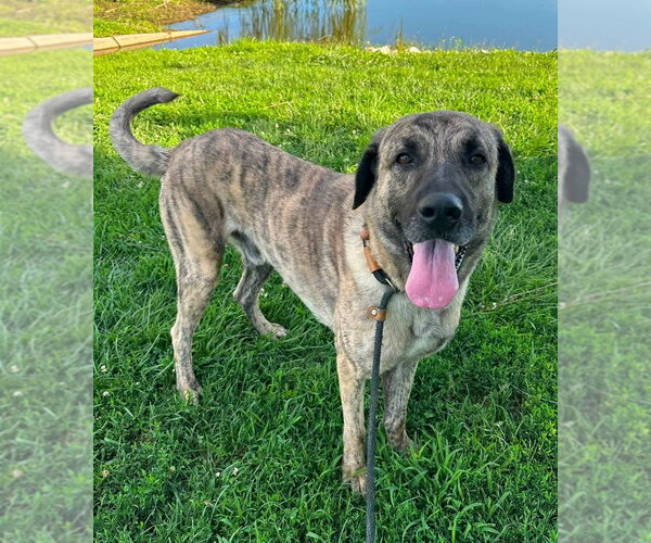 Medium Photo #1 Mutt Puppy For Sale in Evansville, IN, USA