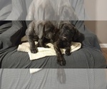 Small Photo #18 Cane Corso Puppy For Sale in JACKSON, GA, USA