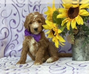 Goldendoodle Puppy for sale in LANCASTER, PA, USA