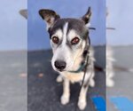 Small #3 Siberian Husky Mix