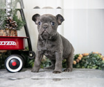 Small Photo #7 Faux Frenchbo Bulldog Puppy For Sale in ADAMSVILLE, OH, USA