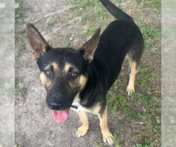 Medium Photo #1 German Shepherd Dog-Unknown Mix Puppy For Sale in Conroe, TX, USA