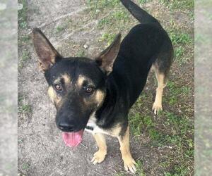 German Shepherd Dog-Unknown Mix Dogs for adoption in Conroe, TX, USA