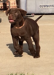 Labrador Retriever Puppy for sale in ARLINGTON, TX, USA
