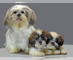 Small Photo #3 Shih Tzu Puppy For Sale in SAN DIEGO, CA, USA