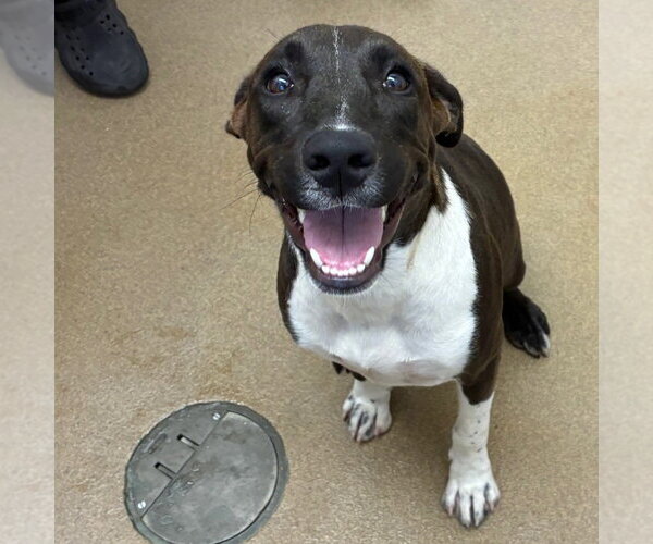 Medium Photo #1 Labrador Retriever-Unknown Mix Puppy For Sale in Rockaway, NJ, USA