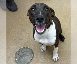Labrador Retriever-Unknown Mix Dogs for adoption in Rockaway, NJ, USA