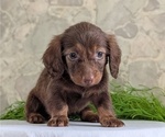 Small #2 Dachshund
