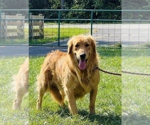 Father of the Golden Retriever puppies born on 01/24/2026