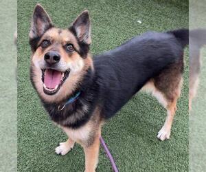 German Shepherd Dog-Unknown Mix Dogs for adoption in Las Vegas, NV, USA